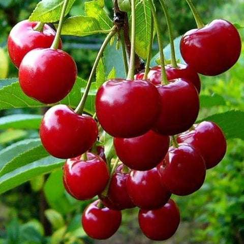 Kashmir Cherry