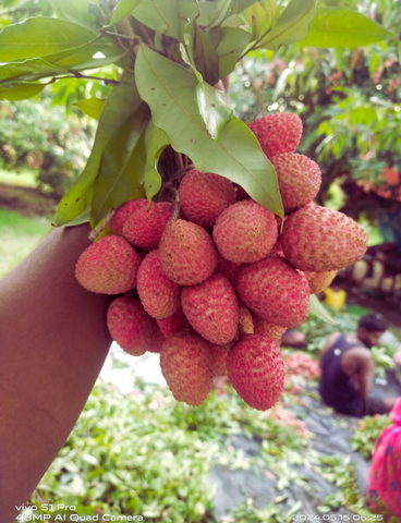 Shahi Litchi