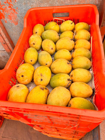 Devgad Alphonso