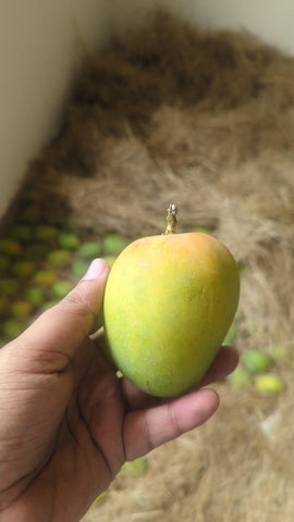 Badami (Karnataka Alphonso)