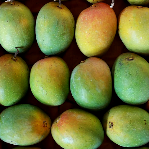 Devgad Alphonso